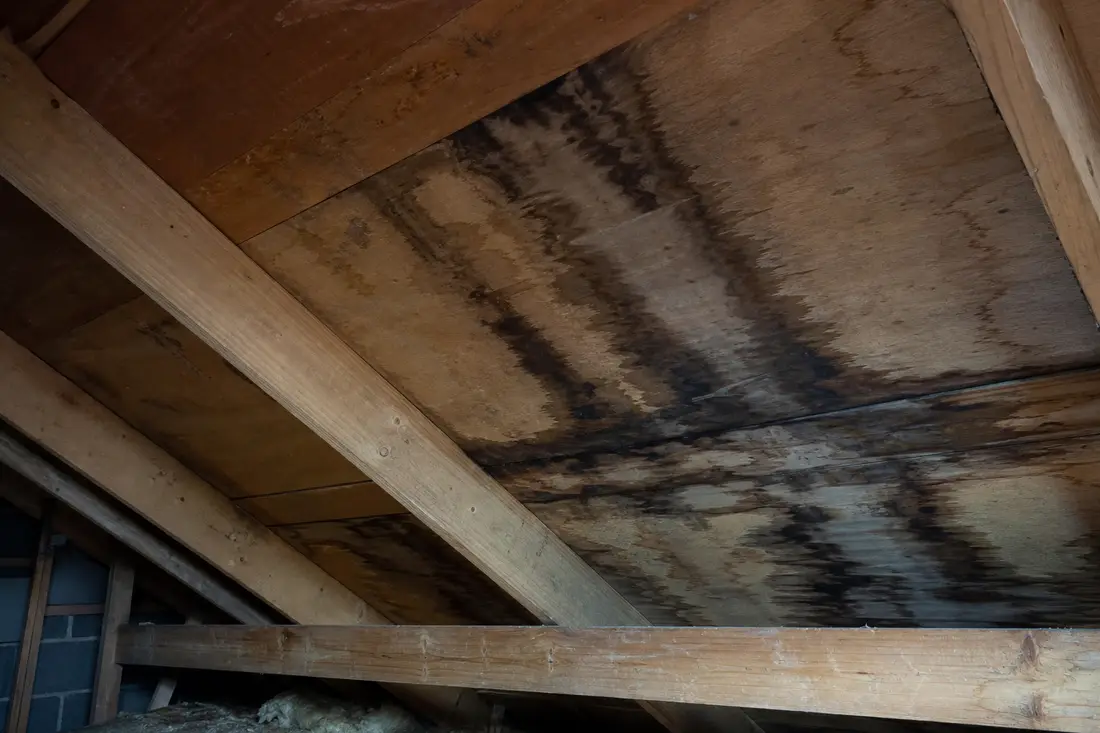 Traces d'humidité et d'infiltration sur la charpente en bois vue depuis les combles